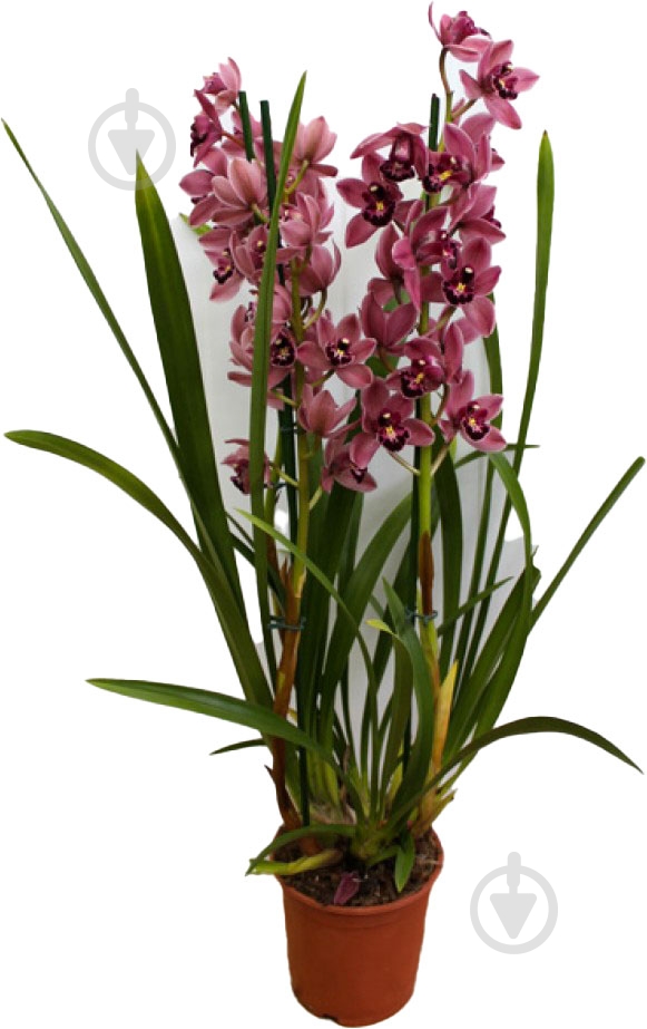 Растение Цимбидиум орхидея 14х90 темно-лиловый - фото 1