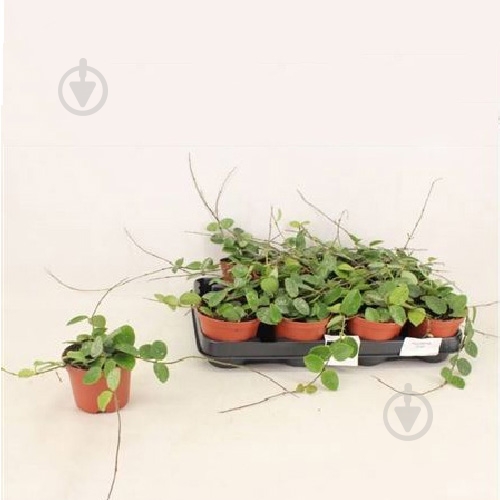 Растение Хойя 09х10 Mathilde - фото 1 Растение Хойя 09х10 Mathilde - фото 1