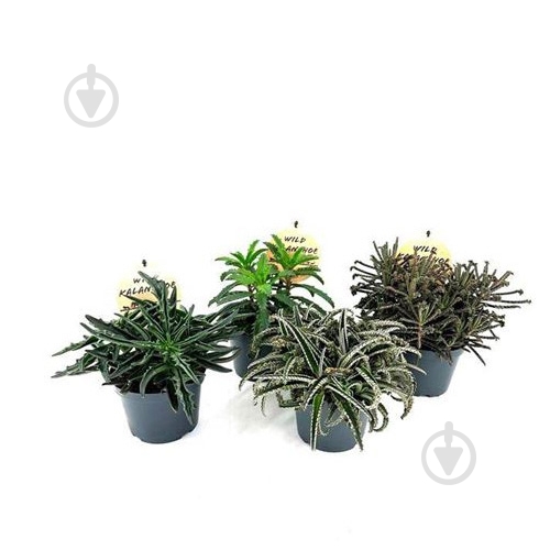 Растение Суккулент 12х20 Kalanchoe микс - фото 1 Растение Суккулент 12х20 Kalanchoe микс - фото 1