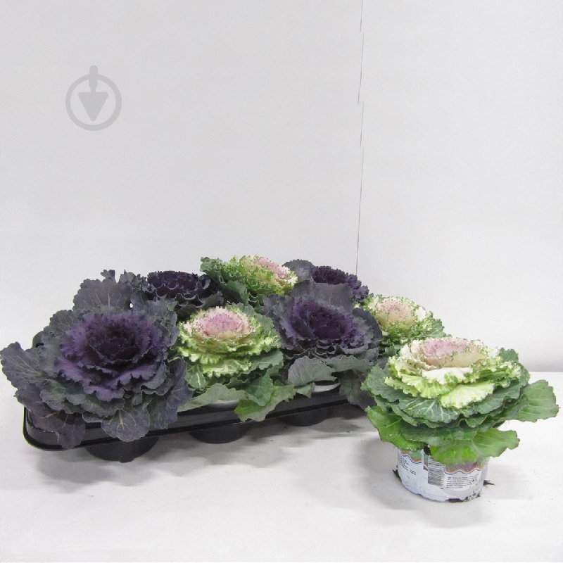 Растение Брассика 12х15-20 микс - фото 1