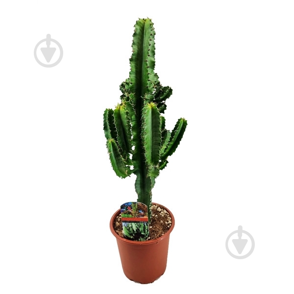 Растение Эуфорбия 17х60 Ingens - фото 1 Растение Эуфорбия 17х60 Ingens - фото 1