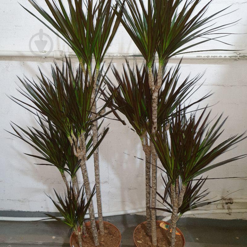 Растение Драцена 27х150 Marginata 4 ствола - фото 1 Растение Драцена 27х150 Marginata 4 ствола - фото 1