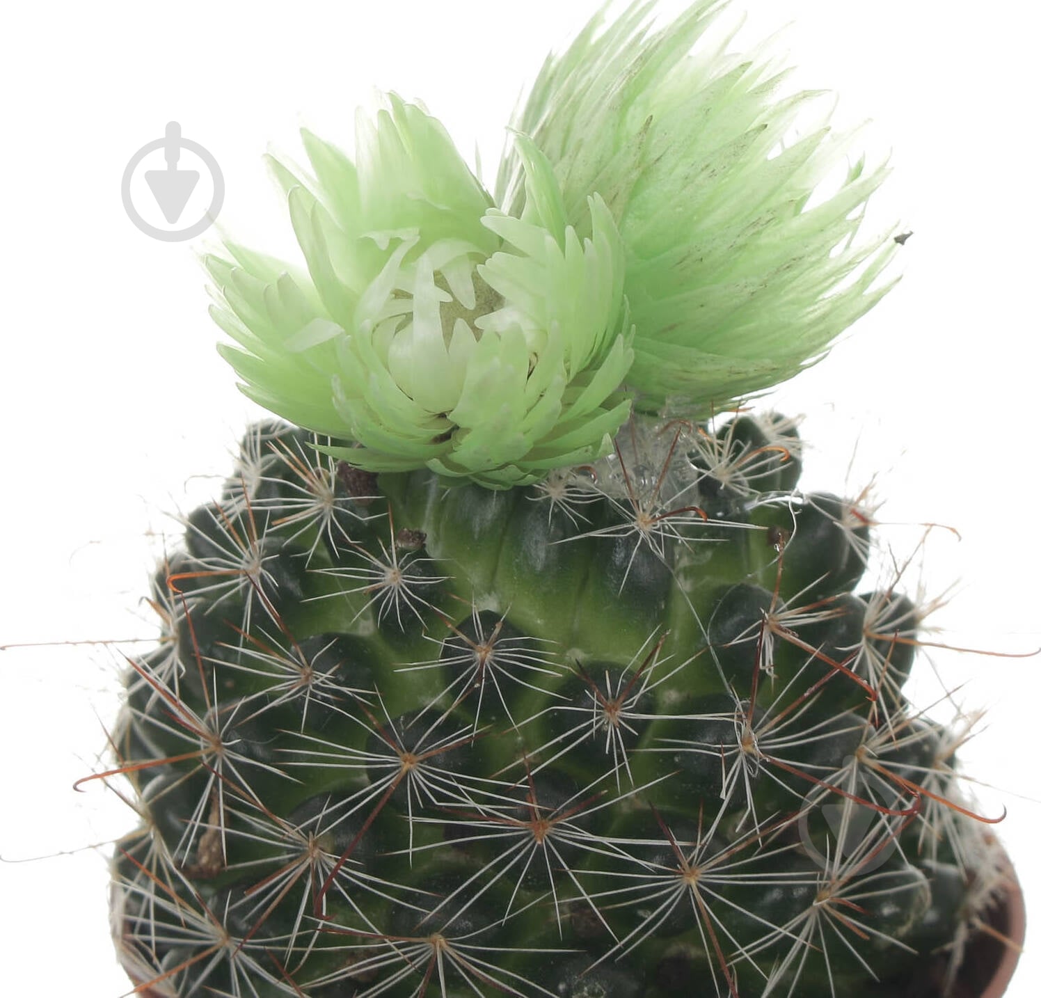Кактус с цветком микс 5,5/10 - фото 2