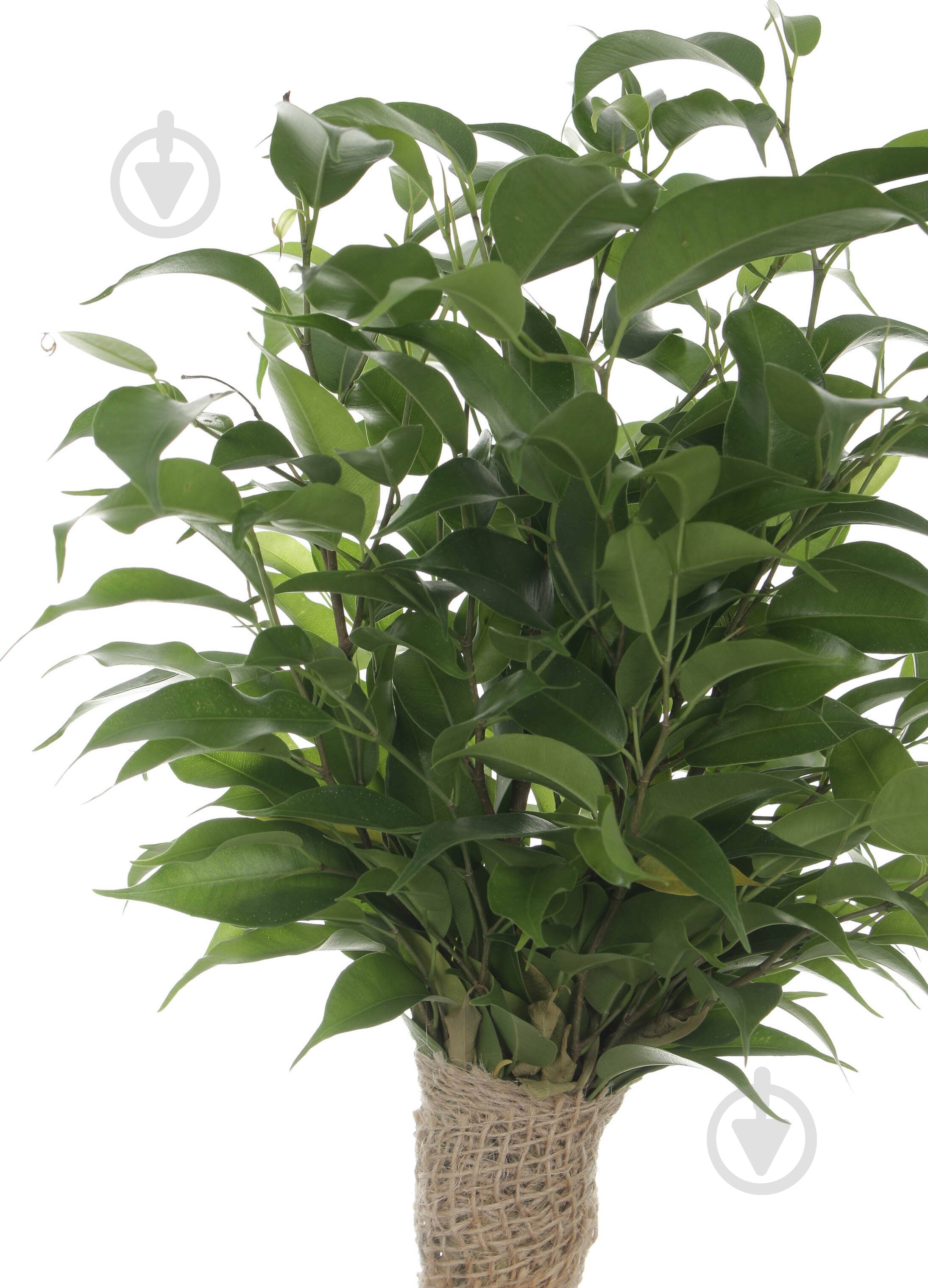 Растение Фикус Наташа Jute stem d12 h35 - фото 2
