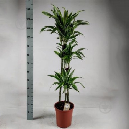 Растение Драцена 24х135 Lemon Lime 3 ствола - фото 1