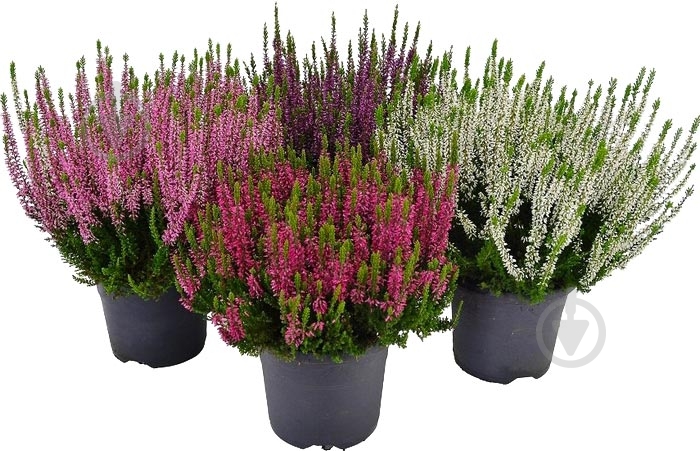 Рослина Вереск мікс d11/h20 - фото 1