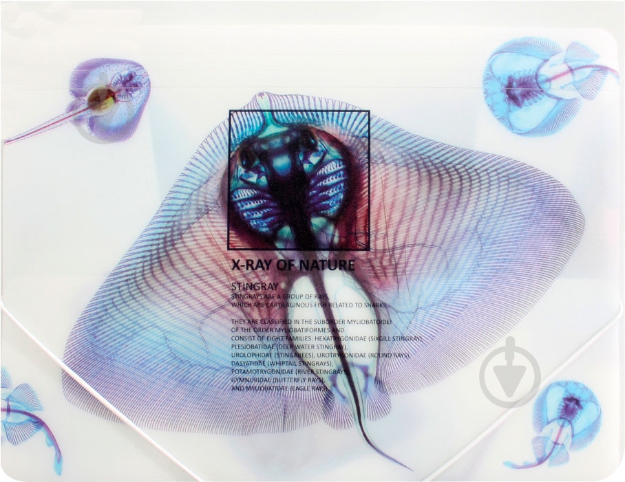 Папка O30697 X-RAY Optima - фото 2