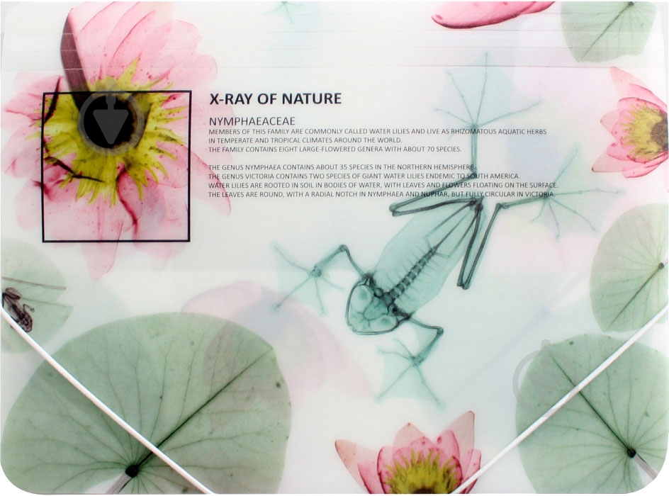 Папка O30697 X-RAY Optima - фото 5