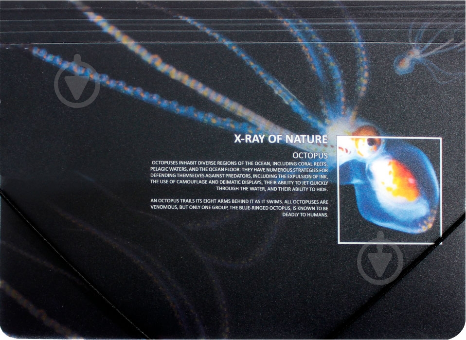 Папка O30697 X-RAY Optima - фото 3