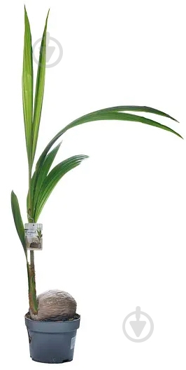 Растение Кокос 19x140 см - фото 1