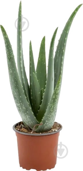 Рослина Алое Вера d12/h30 - фото 1