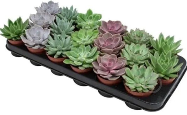 Суккулент Эхеверия 10х15 микс - фото 1