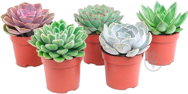 Суккулент Эхеверия 5х10 микс - фото 1