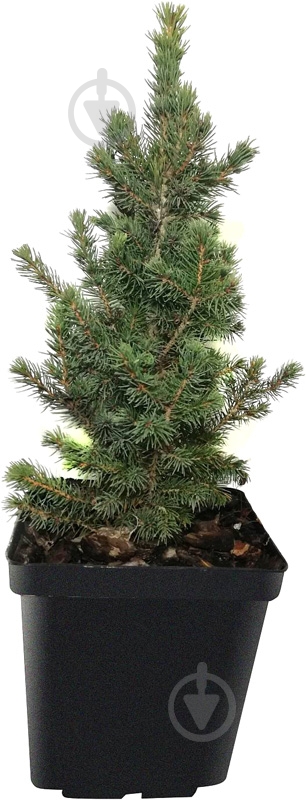 Ель 11х20 Conica - фото 1 Ель 11х20 Conica - фото 1