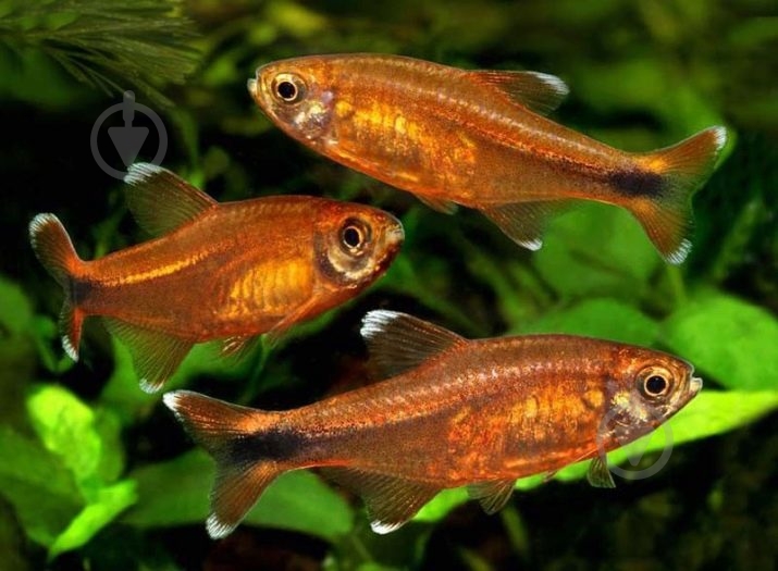 Рыбка Тетра медная 2 см - фото 1