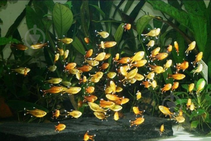 Рыбка Тетра медная 2 см - фото 5