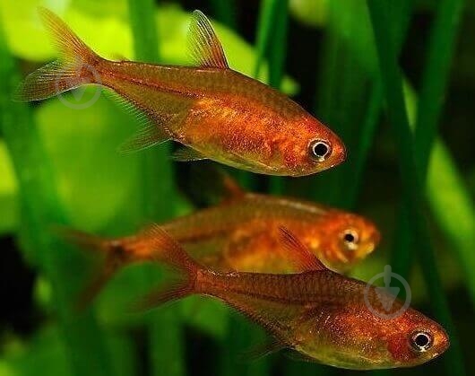Рыбка Тетра медная 2 см - фото 6