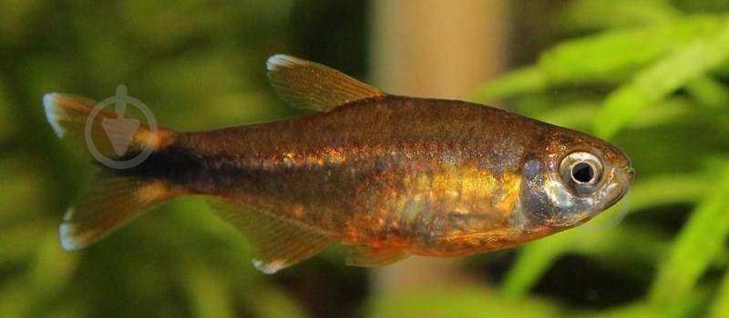 Рыбка Тетра медная 2 см - фото 11