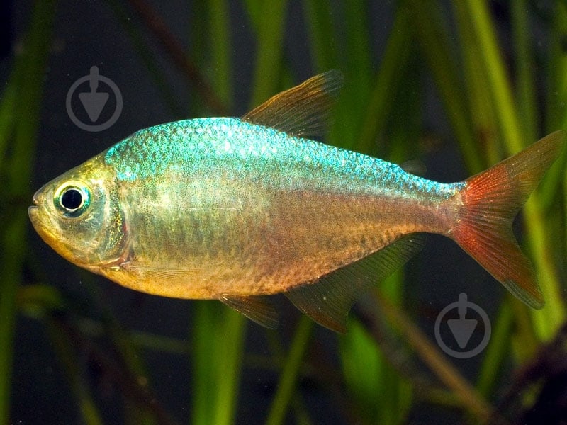 Рыбка Тетра Колумбийская - фото 1 Рыбка Тетра Колумбийская - фото 1