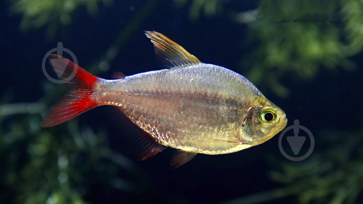 Рыбка Тетра Колумбийская - фото 2 Рыбка Тетра Колумбийская - фото 2