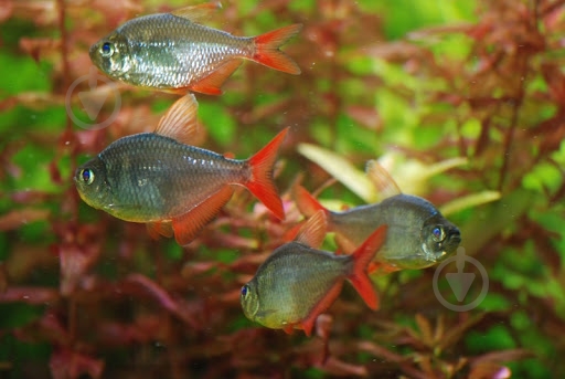 Рыбка Тетра Колумбийская - фото 5 Рыбка Тетра Колумбийская - фото 5