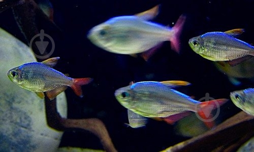 Рыбка Тетра Колумбийская - фото 3 Рыбка Тетра Колумбийская - фото 3