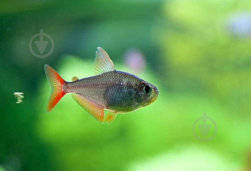 Рыбка Тетра Колумбийская - фото 10 Рыбка Тетра Колумбийская - фото 10