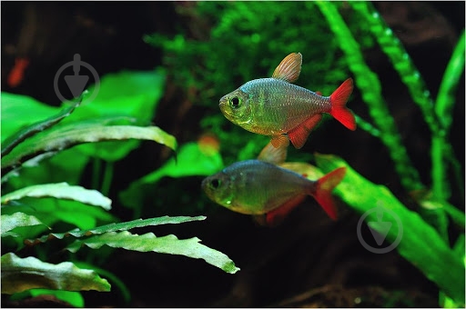 Рыбка Тетра Колумбийская - фото 6 Рыбка Тетра Колумбийская - фото 6