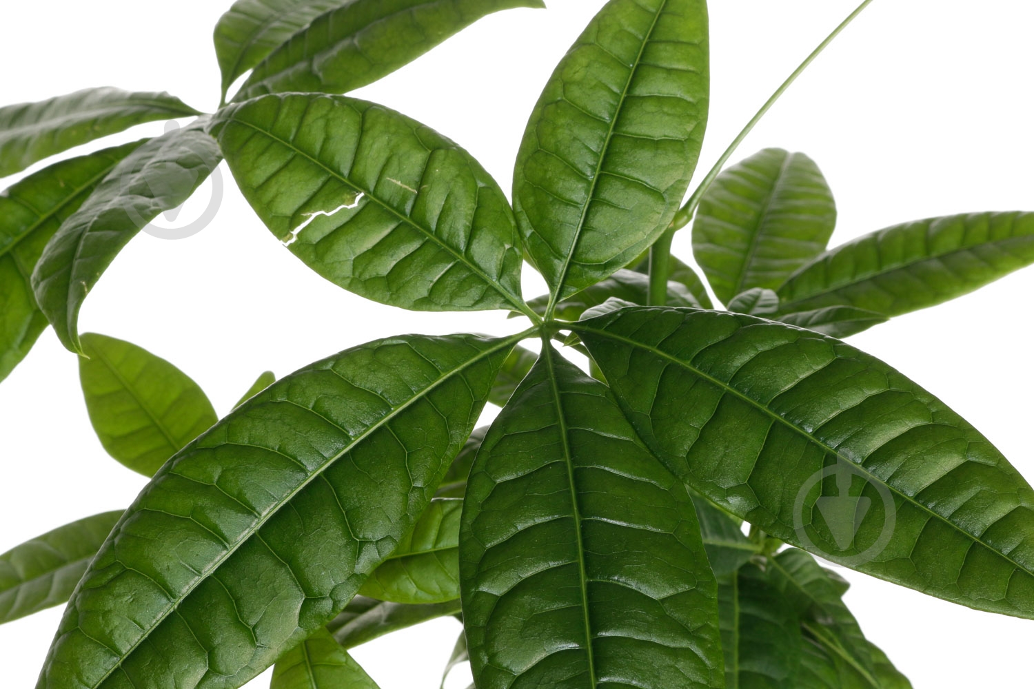 Растение Пахира 9x25 см - фото 2 Растение Пахира 9x25 см - фото 2