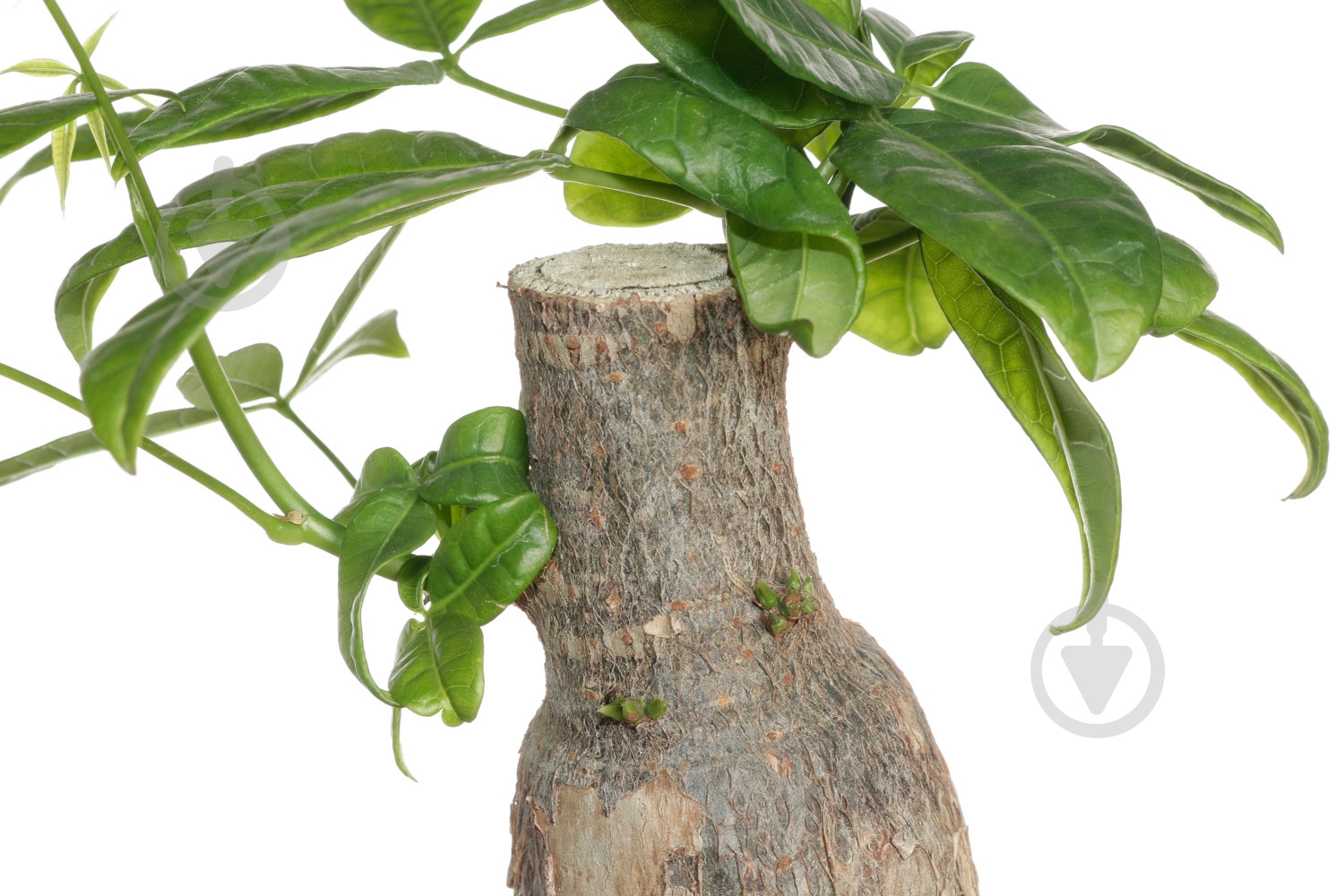 Растение Пахира 9x25 см - фото 3 Растение Пахира 9x25 см - фото 3