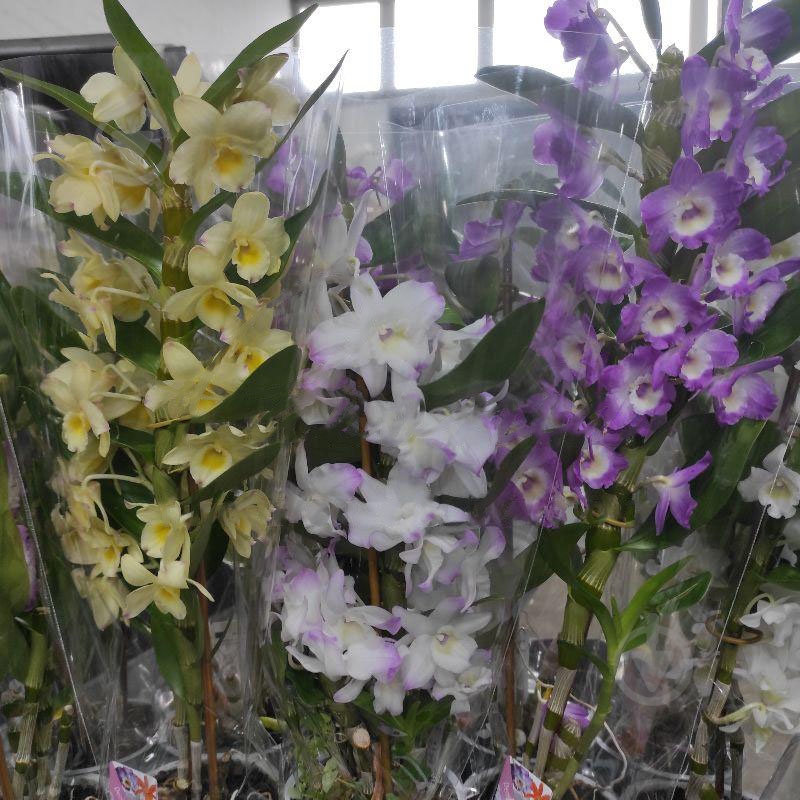 Растение Дендробиум (орхидея) 12х50 Nobile микс - фото 1