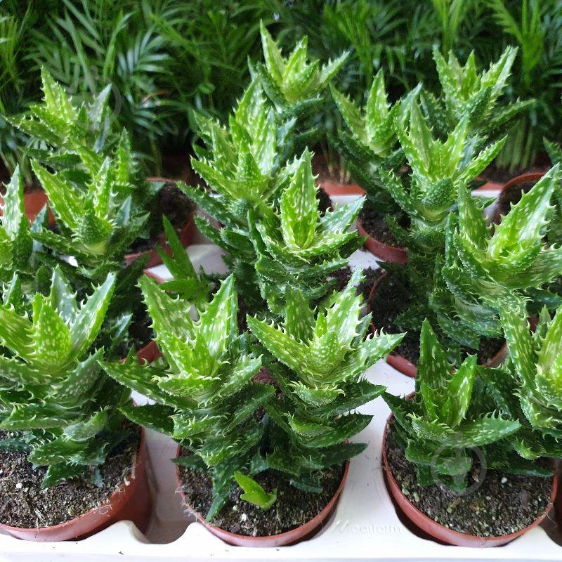 Растение Алоэ 8х10 Squarrosa - фото 1