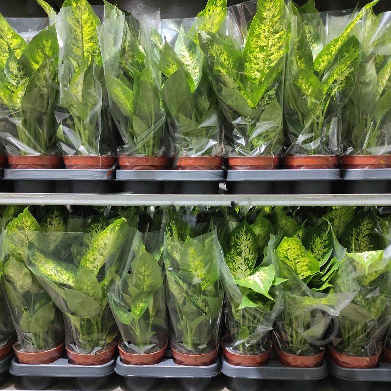 Растение Диффенбахия 12х35 Compacta - фото 1