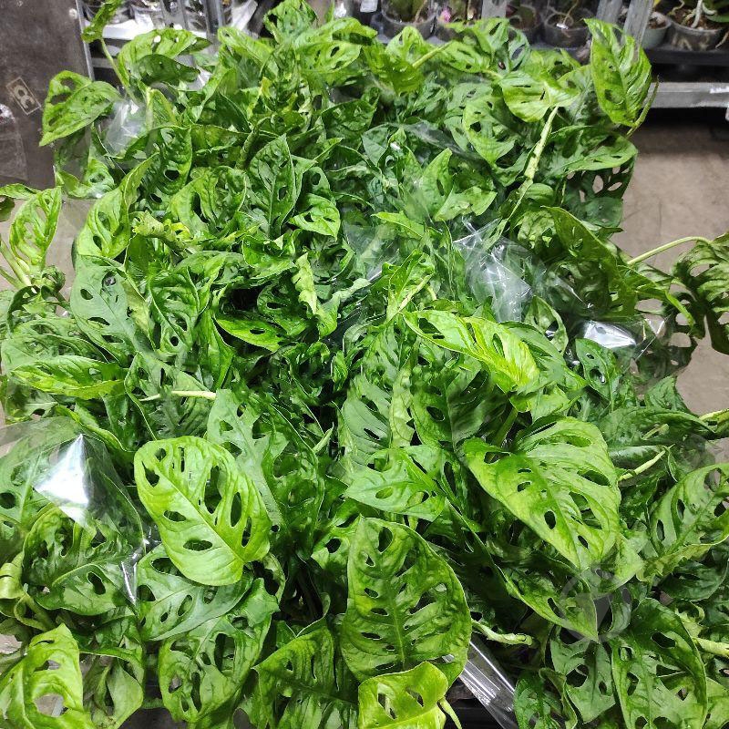 Растение Монстера 12х30-35 Monkey Mask - фото 1