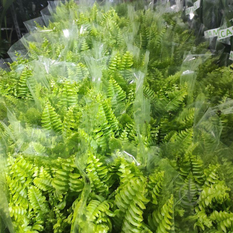 Растение Нефролепис 12х30 Green Moment - фото 1 Растение Нефролепис 12х30 Green Moment - фото 1