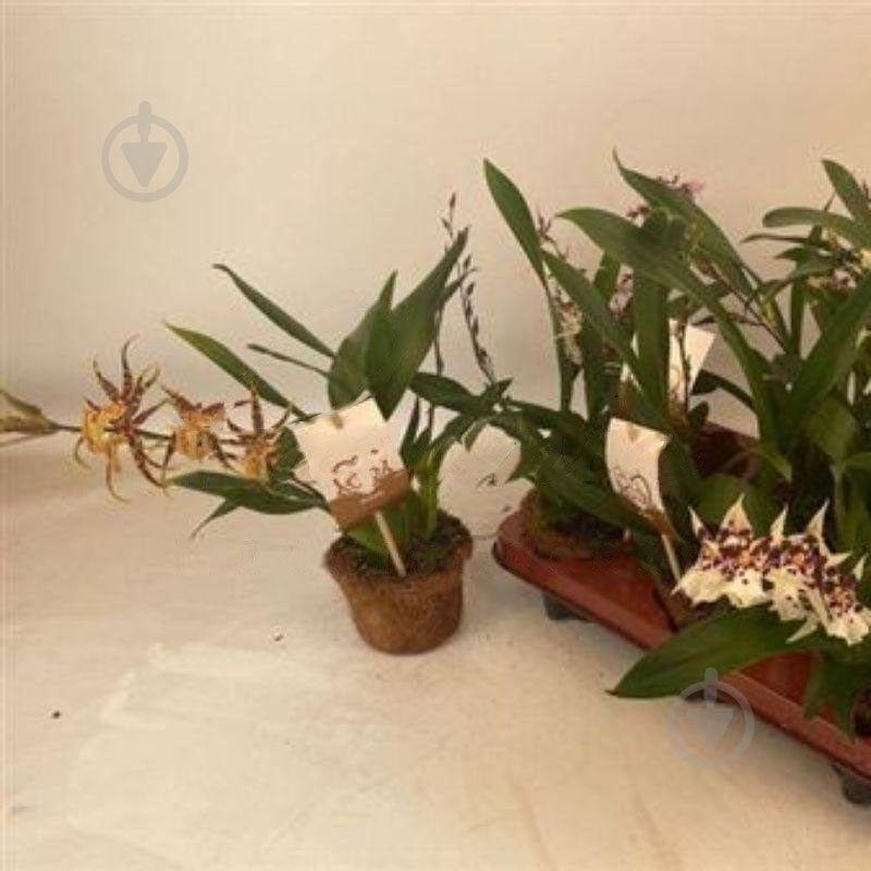 Рослина Онцидіум (орхідея) 10х45 мікс - фото 1