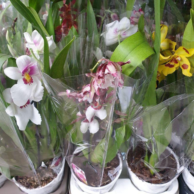 Рослина Орхідеї 12х60 мікс - фото 1 Рослина Орхідеї 12х60 мікс - фото 1