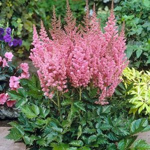 Растение Астильба 'Pink' C2 - фото 2
