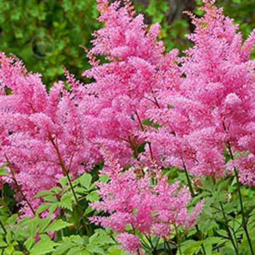 Растение Астильба 'Pink' C2 - фото 1