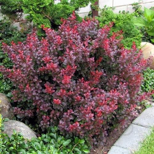 Растение Барбарис Tунберга Atropurpurea С7 - фото 1 Растение Барбарис Tунберга Atropurpurea С7 - фото 1
