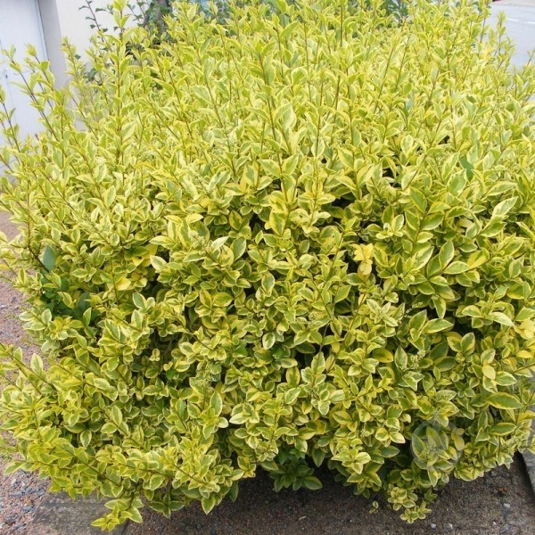 Растение Бирючина овальнолиста Aureum p9 - фото 1