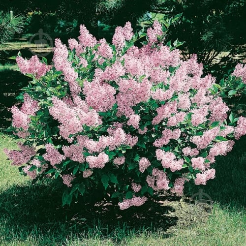 Саженец Сирень мелколистная Josee C7 - фото 1