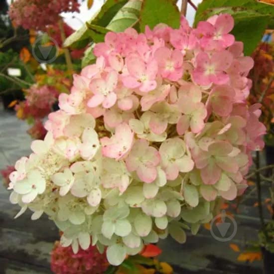 Растение Гортензия C3 - фото 1 Растение Гортензия C3 - фото 1