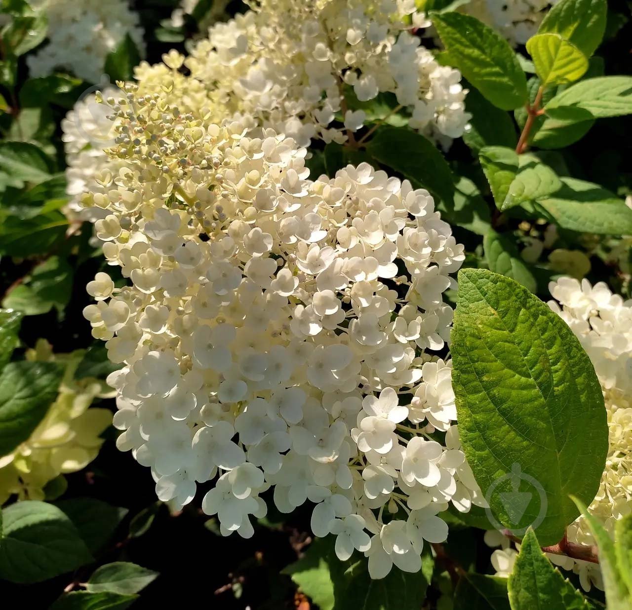 Растение Гортензия C3 - фото 3 Растение Гортензия C3 - фото 3