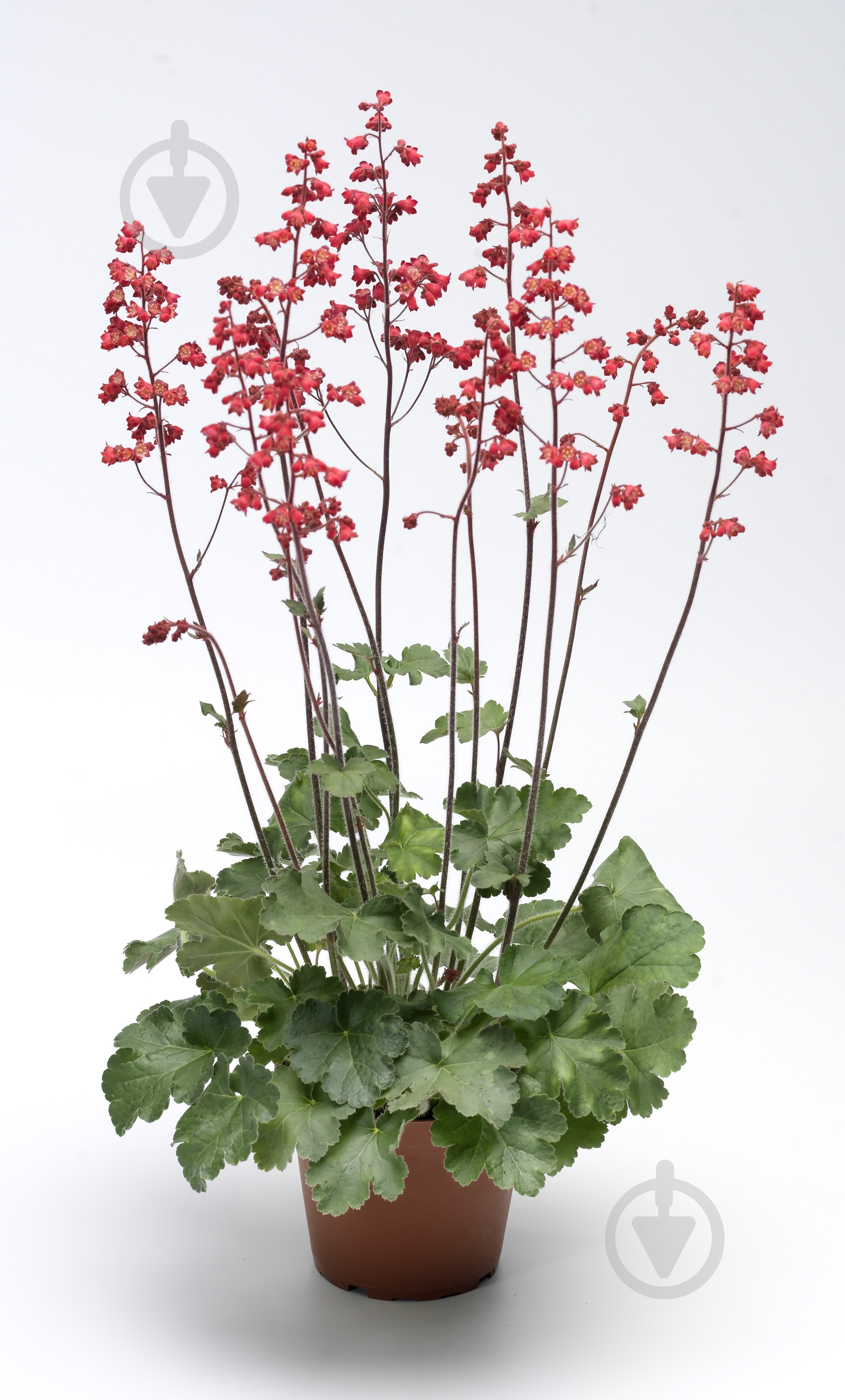 Растение Гейхера Корал Форест - фото 1