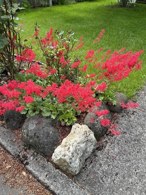 Растение Гейхера Корал Форест - фото 3