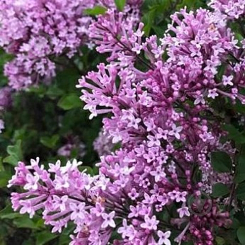 Саженец Сирень Мейера Palibin C3 - фото 2 Саженец Сирень Мейера Palibin C3 - фото 2