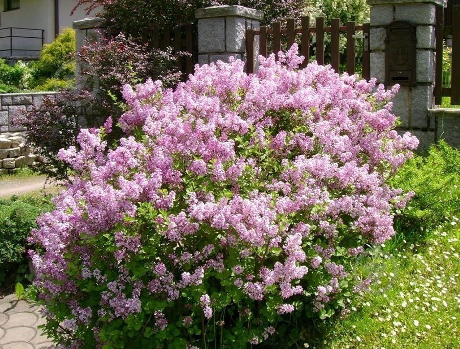 Саженец Сирень Мейера Palibin C3 - фото 3 Саженец Сирень Мейера Palibin C3 - фото 3