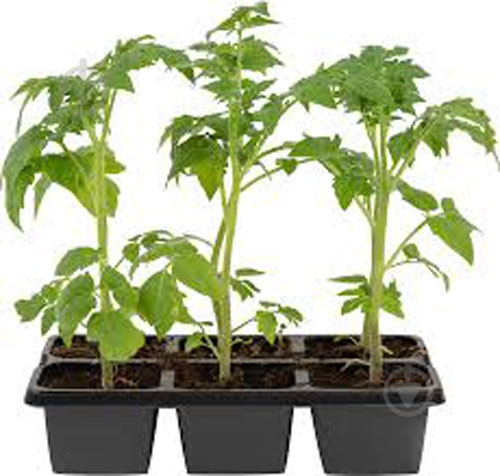 Саженец Томат рассада микс сорта - фото 1 Саженец Томат рассада микс сорта - фото 1