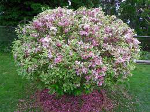 Растение Вейгела Nana Variegata С7, Н60-80 - фото 3
